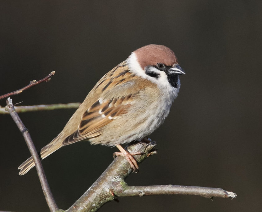 Tree sparrow