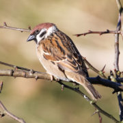 Tree sparrow