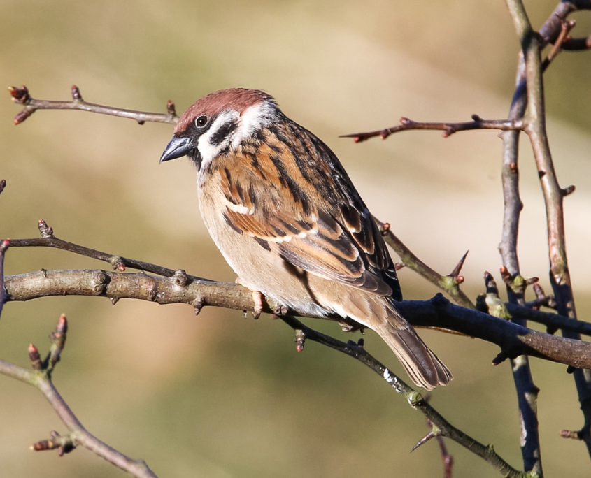 Tree sparrow