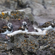 Turnstone