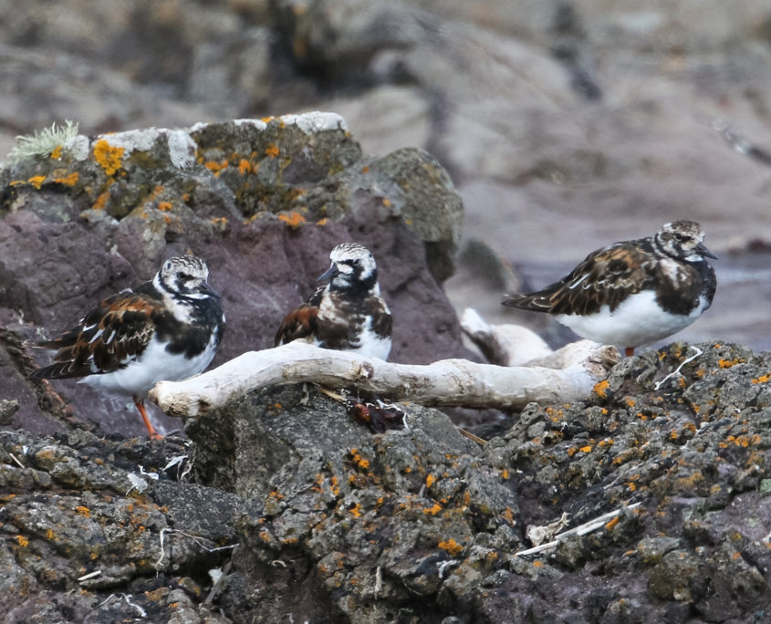 Turnstone