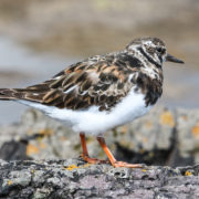 Turnstone