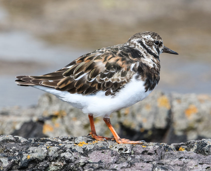 Turnstone