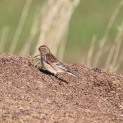 Twite