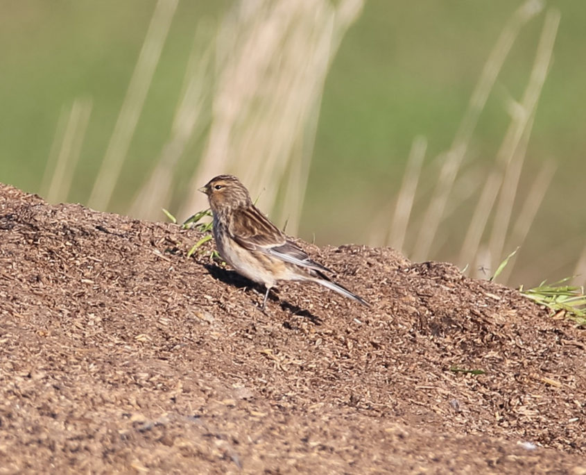 Twite