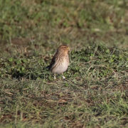 Twite