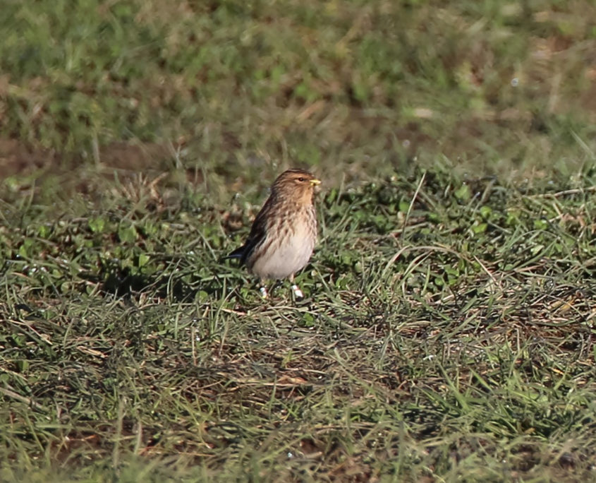 Twite