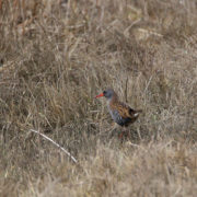 Water rail