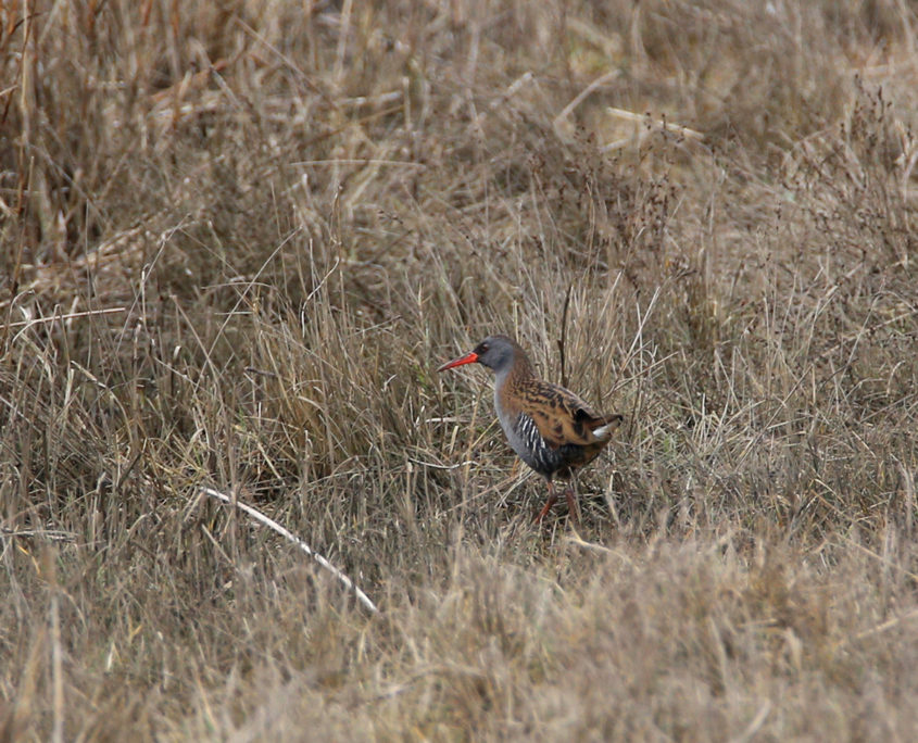 Water rail