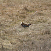 Water rail