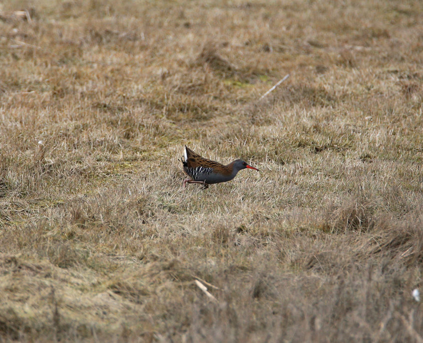 Water rail