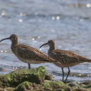 Whimbrel