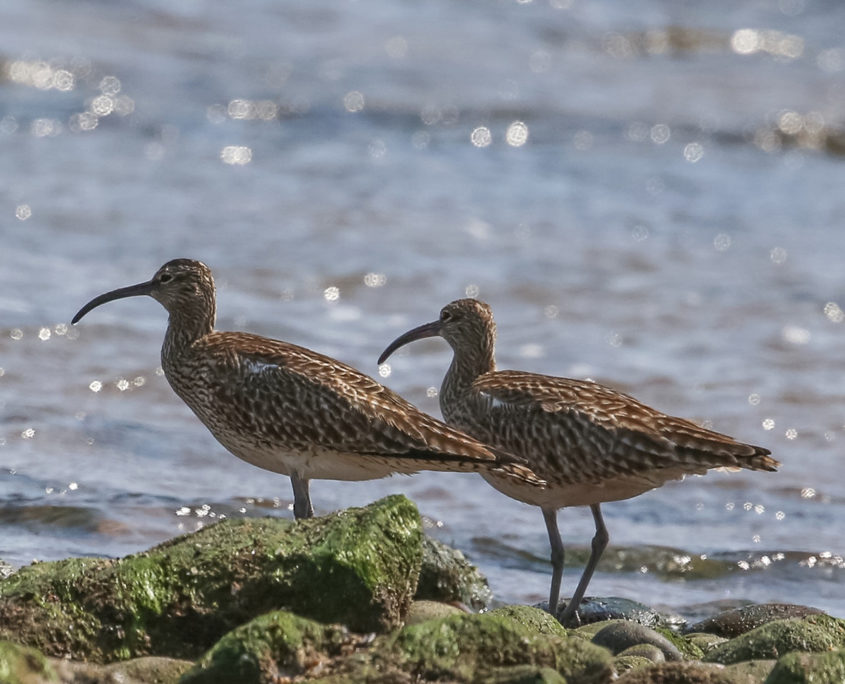 Whimbrel