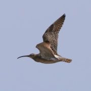 Whimbrel in flight