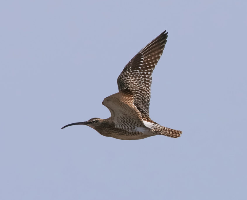 Whimbrel in flight