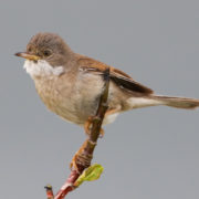 Whitethroat