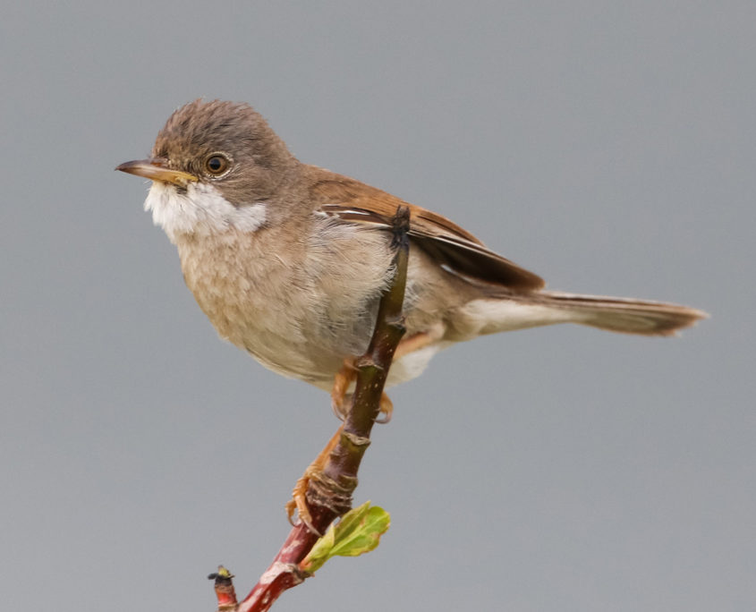 Whitethroat