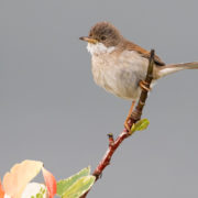 Whitethroat