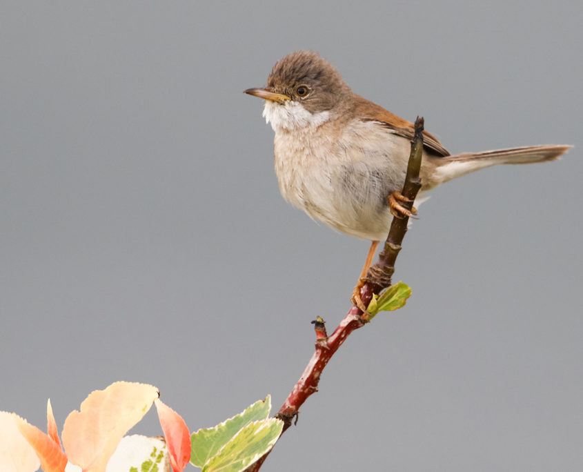 Whitethroat