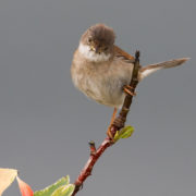 Whitethroat