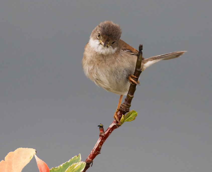 Whitethroat