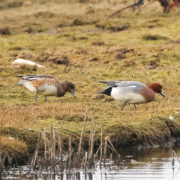 Wigeon (male and female)