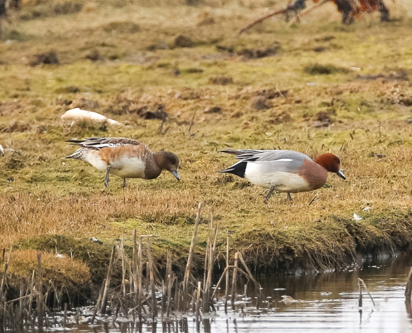 Wigeon (male and female)