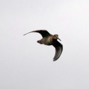 Woodcock in flight