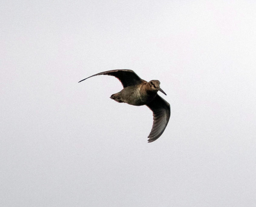 Woodcock in flight