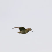 Woodcock in flight