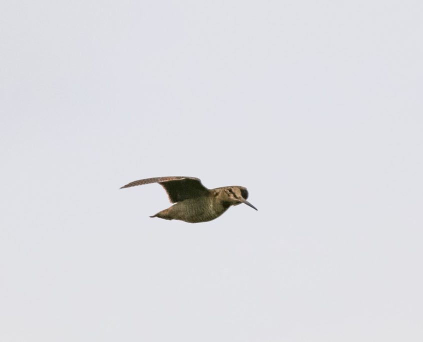 Woodcock in flight