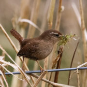 Wren