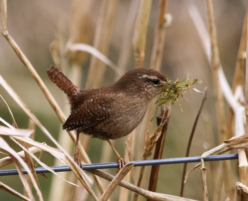 Wren