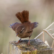 Wren