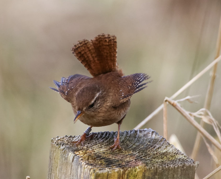 Wren