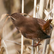 Wren building nest