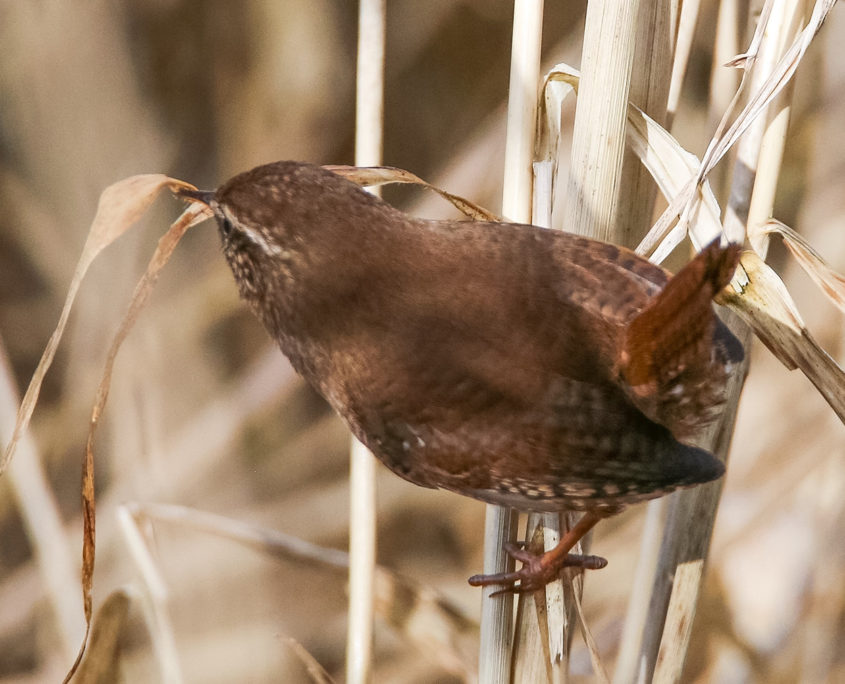 Wren building nest