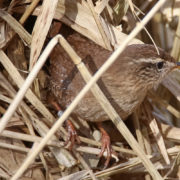 Wren building nest