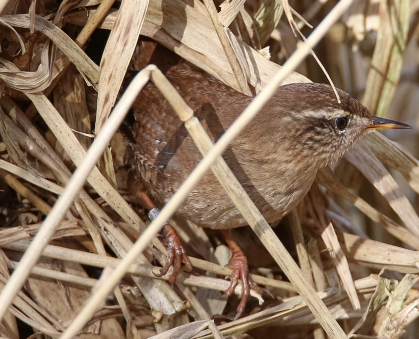 Wren building nest