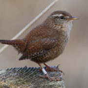 Wren