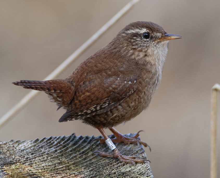 Wren