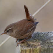 Wren