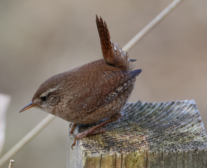 Wren