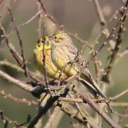 Yellowhammer