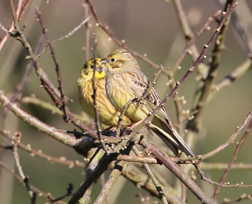 Yellowhammer