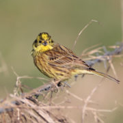 Yellowhammer