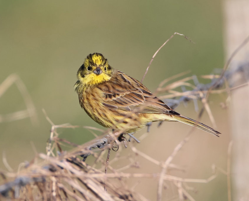 Yellowhammer