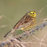 Yellowhammer