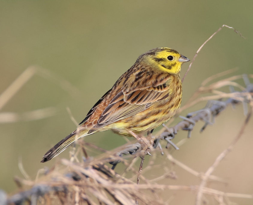 Yellowhammer