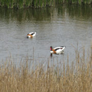 Shelduck